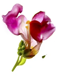 Snapdragon Pink (digitális fotogram, digitális eredeti nyomat)